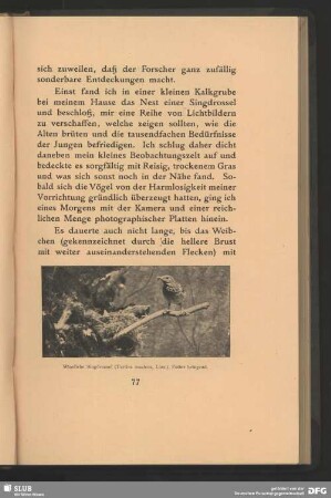Männliche Singdrossel, Turdus musicus, Linn., Futter bringend