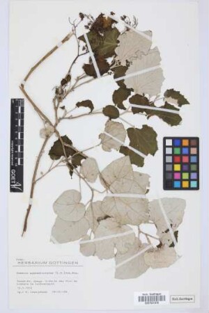 Senecio appendiculatus L.f.