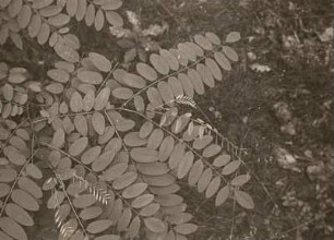 Gewöhnliche Robinie (Robinia pseudoacacia). Blätter in Tagstellung