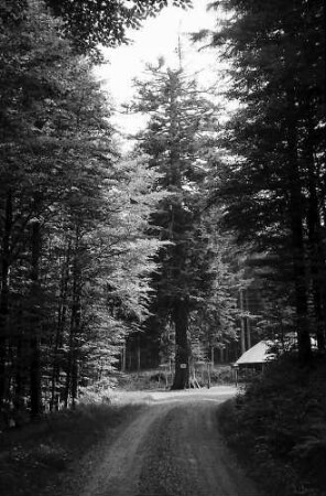 Schöne und interessante Tannen im Wald bei Todtmoos