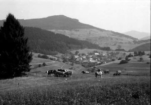 Gresgen: Vom Rümmelesbühl gegen Adelsberg und Zeller Blauen; mit Kühen