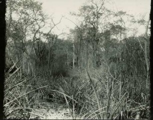 Trockenwald in Marafael mit Agaven und Kakteen