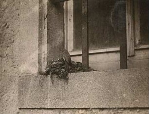 Gartenrotschwanz (Phoenicurus phoenicurus L.), Weibchen am Nest (auf Fensterbank)