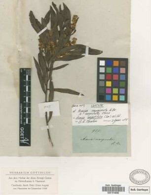Acacia marginata R.Br.