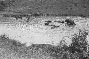 Badende Büffel im Teich : Büffel in einem Teich badend