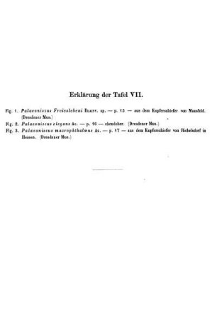 Erklärung der Taf. VII.