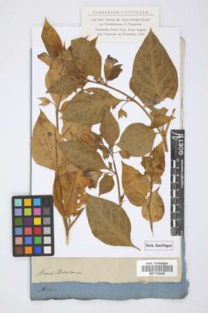 Atropa Belladonna