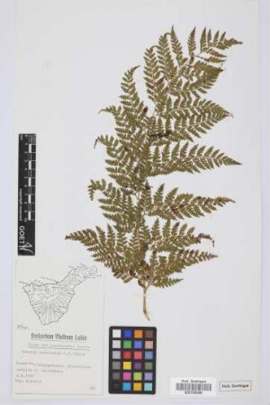 Culcita macrocarpa C. Presl