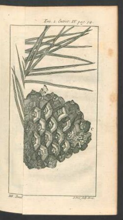 Tafel: le Pin. Pyn-boom.