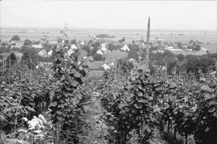 Seefelden: Weinberge bei Seefelden; mit Ort