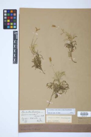 Lycopodium ×zeilleri (Rouy) Greuter & Burdet