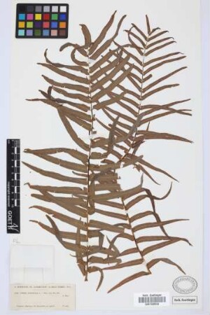 Pteris longifolia L.