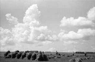 Nepotrowo: Heuernte