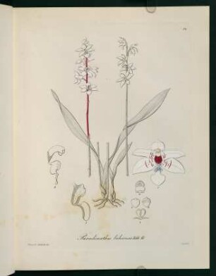 14r-14v, Paradisanthus bahiensis