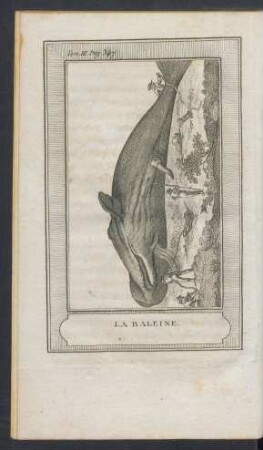 Tafel: La baleine.