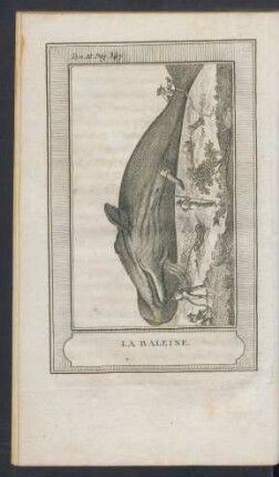Tafel: La baleine.