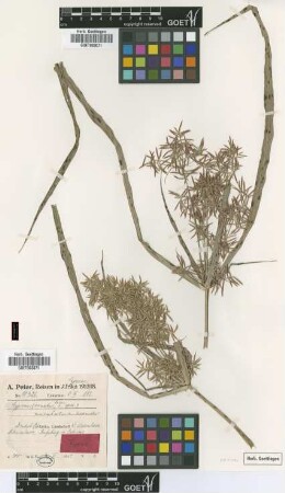 Cyperus ornatus Peter [type]