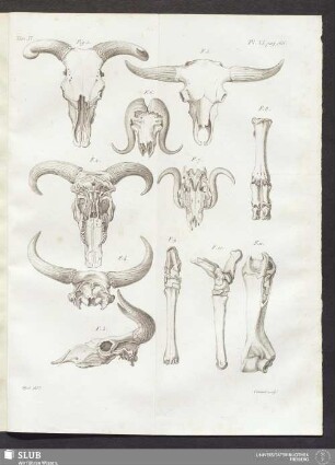 Pl. XI. pag. 166