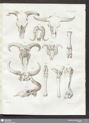 Pl. XI. pag. 166