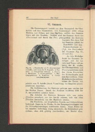 VI. Gaumen.