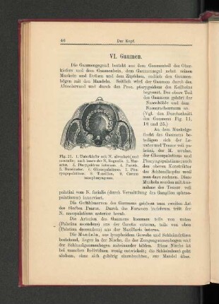 VI. Gaumen.
