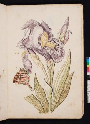Große blaue Lilie nach Maria Sibylla Merian, Blumenbuch, Faszikel I, Taf. 8