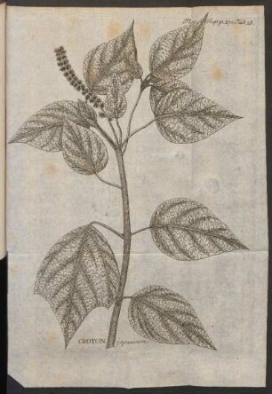 Croton japonicum