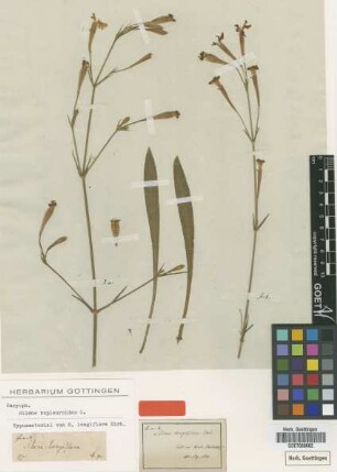 Silene longiflora Ehrh. [type]