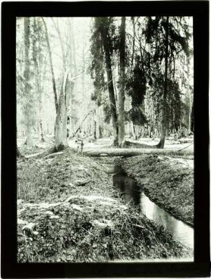 mitten im Urwald von Bialowies