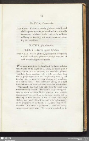 Natica glaucinoides. Tab. V. - Three upper figures