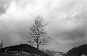 Petzer [Tschechien]: Vorfrühling im Riesental, kahler Baum auf Wiese, Hintergrund Berge