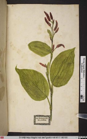 Persicaria orentalis, altissima.