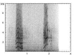 Axishirsch | Axis axis - Ruf