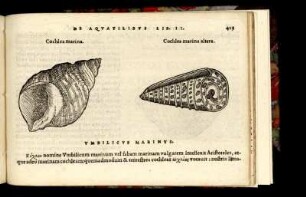 Cochlea marina. - Cochlea marina altera