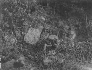 Erdkröte : Erdkröten (Bufo bufo Linnaeus) bei der Paarung.