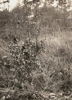 Traubeneiche (Quercus petraea, Syn.: Q. sessilis, Q. sessiliflora)