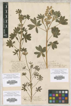 Lupinus