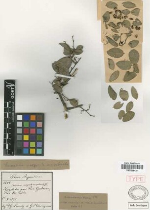 Excoecaria marginata (Müll.Arg.) Müll.Arg. var. puberula Griseb.[type]