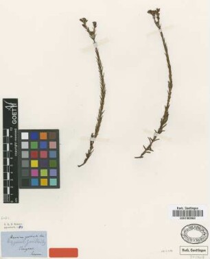 Hypericum gnidioides Seem. [type]
