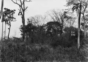 Landschaft bei Guaraci : Blick in eine dichte Vegetation aus Gräsern, Bäumen und Sträuchern.