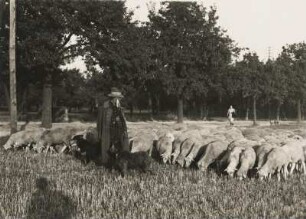 Schäfer mit Schafherde und Hütehunden auf einer Weide