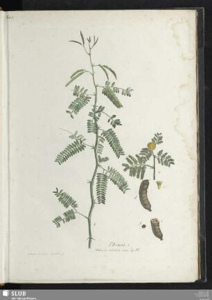 L'Acacia