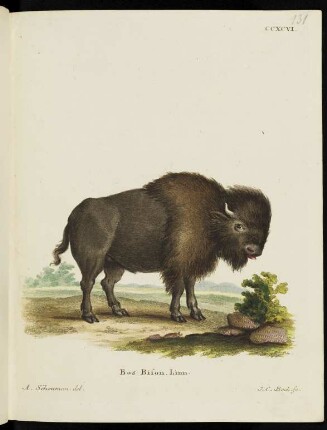 CCXCVI. Bos Bison. Linn.