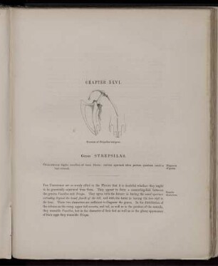 Chapter XXVI. Genus Strepsilas.