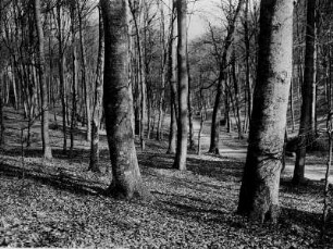 Frühling in einem Buchenwald.