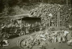 Aufbau eines Kohlenmeilers bei Blauenthal : Aufbau eines Kohlenmeilers bei Blauenthal (Erzgebirge). Ein Pferdefuhrwerk bringt "Stöcke", die in einem von Rinden markierten Kreis angeordnet werden. Im Hintergrund eine aus Stöcken errichtete Schutzwand
