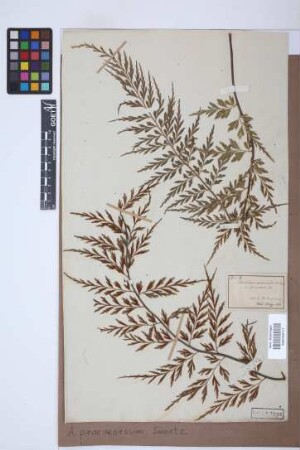 Asplenium praemorsum