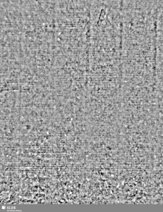 A / M = S.35/36