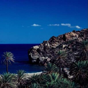 Palmenwald von Vai : Vai auf Kreta. Dattelpalmen in der Bucht von Vai. Kretische Dattelpalme (Phoenix theophrasti), Aufnahme 1970