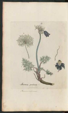 13. Anemone pratensis